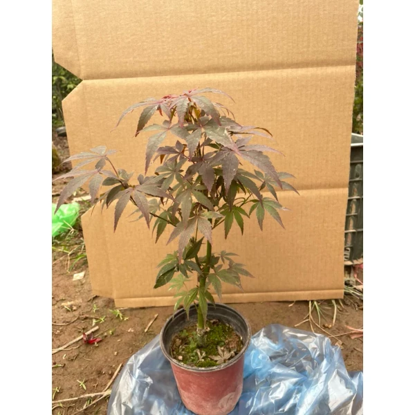 Hình ảnh sản phẩm Cây Phong Lá Đỏ Bonsai Mini Giá Rẻ, Chậu Đẹp - Giảm 54% còn 189k