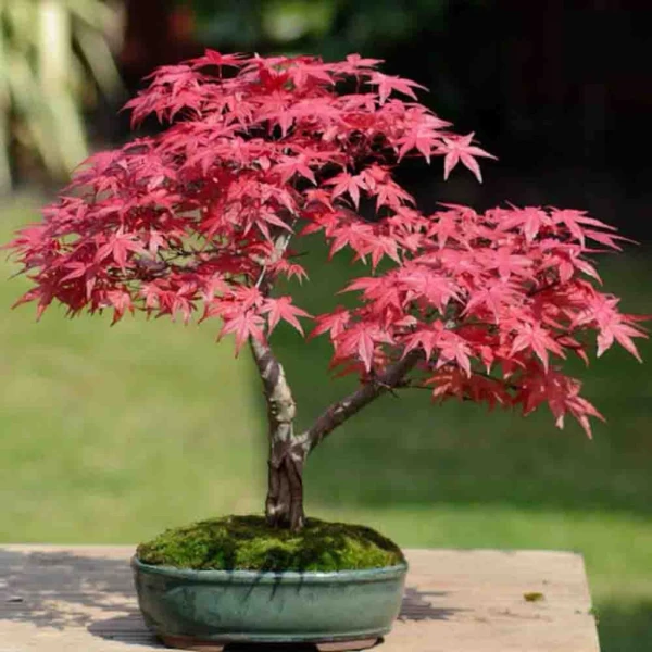 Hình ảnh sản phẩm Cây Phong Lá Đỏ Bonsai Mini Giá Rẻ, Chậu Đẹp - Giảm 54% còn 189k
