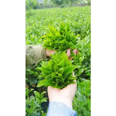 Chè Quê Thái Nguyên 1kg Chuẩn Nhà Làm - Giá Gốc 231250đ, Khuyến Mãi 185000đ 5