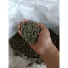 Chè Thái Bao Bạc 100g Giá Rẻ - Mua 22.000Đ Thay Vì 27.060Đ 4