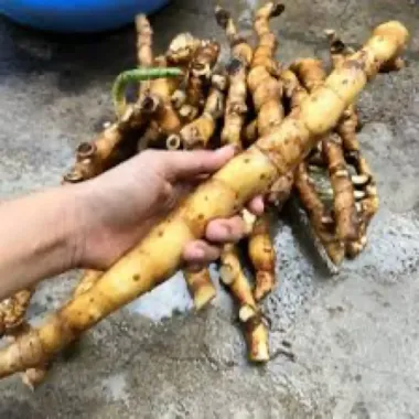 Củ Cát Lồi Tươi 1kg Giá Rẻ - Củ Mía Dò Thiên Nhiên Tự Nhiên Tốt Sức Khỏe chỉ 40.000đ 4 Củ Cát Lồi Tươi 1kg Giá Rẻ - Củ Mía Dò Thiên Nhiên Tự Nhiên Tốt Sức Khỏe chỉ 40.000đ 4