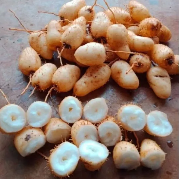 Hình ảnh sản phẩm Củ Lùn Miền Tây Đặc Sản - Củ Bột Bùi, Bổ Lành, Giá Chỉ 35k/1kg
