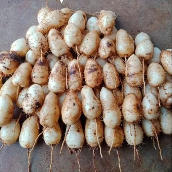 Hình ảnh sản phẩm Củ Lùn Miền Tây Đặc Sản - Củ Bột Bùi, Bổ Lành, Giá Chỉ 35k/1kg