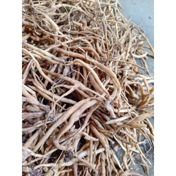 Hình ảnh sản phẩm Củ Sâm Đất Tươi Tự Nhiên 1kg - Sâm Nổ, Sâm Tanh Tách, Giá Đặc Biệt 120k