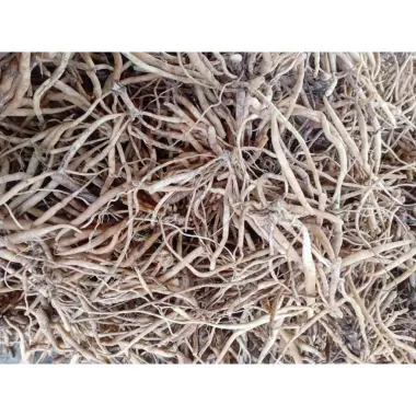Củ Sâm Đất Tươi Tự Nhiên 1kg - Sâm Nổ, Sâm Tanh Tách, Giá Đặc Biệt 120k 6 Củ Sâm Đất Tươi Tự Nhiên 1kg - Sâm Nổ, Sâm Tanh Tách, Giá Đặc Biệt 120k 6