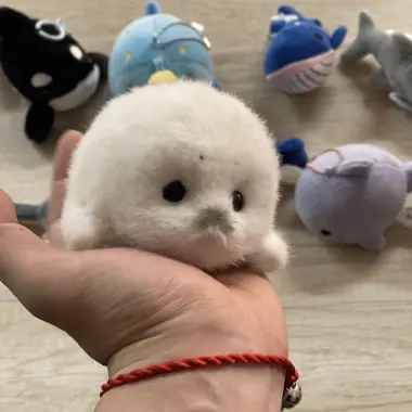 Gấu Toca Nhồi Bông Dễ Thương Giá Rẻ Chỉ 205300đ - Oceanarium Hải Cẩu Búp Bê Chính Hãng 3 Gấu Toca Nhồi Bông Dễ Thương Giá Rẻ Chỉ 205300đ - Oceanarium Hải Cẩu Búp Bê Chính Hãng 3