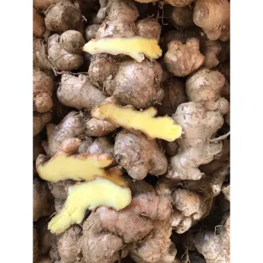 Gừng Sẻ Ta Tươi Ngon 1kg - Giảm Giá Còn 50.000đ Thay Vì 62.000đ - Mua Ngay 2 Gừng Sẻ Ta Tươi Ngon 1kg - Giảm Giá Còn 50.000đ Thay Vì 62.000đ - Mua Ngay 2