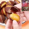 Hạt Dẻ Ăn Liền Genseida Nhật Bản Giàu Dinh Dưỡng, Tiện Lợi, Giá Tốt 83k