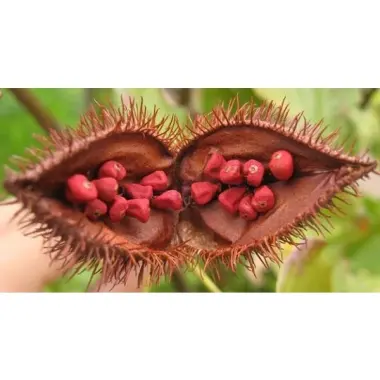 Hạt Điều Đỏ Loại Đẹp - Mua Hạt Điều Màu, Hạt Cà Ri Giá Tốt 45.000đ 3