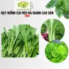 Hạt Giống Cải Mèo Hà Giang Cao Sản 10gr - Giá Rẻ 10.000đ - Mua Ngay Hôm Nay 2