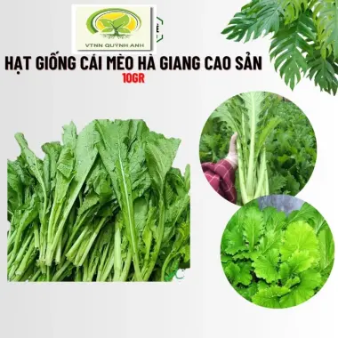 Hạt Giống Cải Mèo Hà Giang Cao Sản 10gr - Giá Rẻ 10.000đ - Mua Ngay Hôm Nay 2