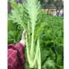 Hạt Giống Cải Mèo Hà Giang Phú Điền Chính Hãng - Trồng Quanh Năm - Gói 20gr Giá Tốt 3