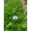 Hạt Giống Cải Mèo Hà Giang Phú Điền Chính Hãng - Trồng Quanh Năm - Gói 20gr Giá Tốt 4