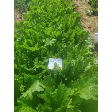 Hạt Giống Cải Mèo Hà Giang Phú Điền Chính Hãng - Trồng Quanh Năm - Gói 20gr Giá Tốt 4 Hạt Giống Cải Mèo Hà Giang Phú Điền Chính Hãng - Trồng Quanh Năm - Gói 20gr Giá Tốt 4