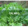 Hạt Giống Cải Mèo Hà Giang Phú Điền Chính Hãng - Trồng Quanh Năm - Gói 20gr Giá Tốt 5