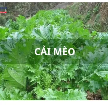 Hạt Giống Cải Mèo Hà Giang Phú Điền Chính Hãng - Trồng Quanh Năm - Gói 20gr Giá Tốt 5 Hạt Giống Cải Mèo Hà Giang Phú Điền Chính Hãng - Trồng Quanh Năm - Gói 20gr Giá Tốt 5