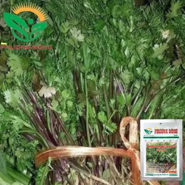 Hạt giống Ngò Bạc Liêu 20gr - Ngò Tía dễ trồng, kháng bệnh tốt quanh năm giá rẻ 3 Hạt giống Ngò Bạc Liêu 20gr - Ngò Tía dễ trồng, kháng bệnh tốt quanh năm giá rẻ 3