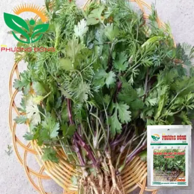 Hạt giống Ngò Bạc Liêu 20gr - Ngò Tía dễ trồng, kháng bệnh tốt quanh năm giá rẻ 4 Hạt giống Ngò Bạc Liêu 20gr - Ngò Tía dễ trồng, kháng bệnh tốt quanh năm giá rẻ 4