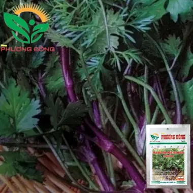 Hạt giống Ngò Bạc Liêu 20gr - Ngò Tía dễ trồng, kháng bệnh tốt quanh năm giá rẻ 5 Hạt giống Ngò Bạc Liêu 20gr - Ngò Tía dễ trồng, kháng bệnh tốt quanh năm giá rẻ 5