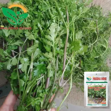 Hạt giống Ngò Bạc Liêu 20gr - Ngò Tía dễ trồng, kháng bệnh tốt quanh năm giá rẻ 6 Hạt giống Ngò Bạc Liêu 20gr - Ngò Tía dễ trồng, kháng bệnh tốt quanh năm giá rẻ 6