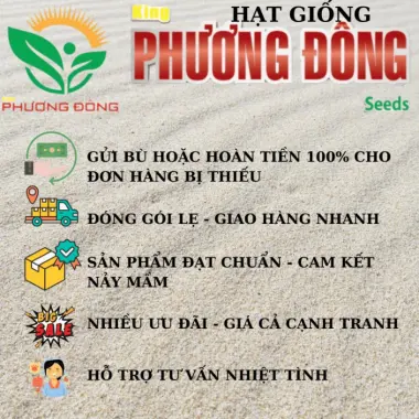 Hạt giống Ngò Bạc Liêu 20gr - Ngò Tía dễ trồng, kháng bệnh tốt quanh năm giá rẻ 8 Hạt giống Ngò Bạc Liêu 20gr - Ngò Tía dễ trồng, kháng bệnh tốt quanh năm giá rẻ 8