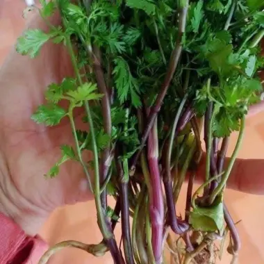 Hạt Giống Rau Mùi Tía Ngò Rí Bạc Liêu - Lá Xanh Mướt Thơm Đặc Sản Giá Chỉ 6300đ 3 Hạt Giống Rau Mùi Tía Ngò Rí Bạc Liêu - Lá Xanh Mướt Thơm Đặc Sản Giá Chỉ 6300đ 3