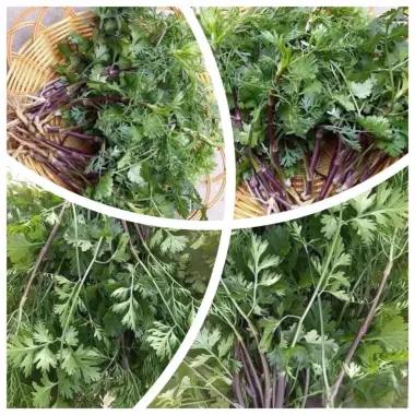 Hạt Giống Rau Mùi Tía Ngò Rí Bạc Liêu - Lá Xanh Mướt Thơm Đặc Sản Giá Chỉ 6300đ 4 Hạt Giống Rau Mùi Tía Ngò Rí Bạc Liêu - Lá Xanh Mướt Thơm Đặc Sản Giá Chỉ 6300đ 4