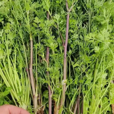 Hạt Giống Rau Mùi Tía Ngò Rí Bạc Liêu - Lá Xanh Mướt Thơm Đặc Sản Giá Chỉ 6300đ 5 Hạt Giống Rau Mùi Tía Ngò Rí Bạc Liêu - Lá Xanh Mướt Thơm Đặc Sản Giá Chỉ 6300đ 5