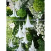 Hoa Loa Ken Xop Decor Tiec Cuoi - Cao Xu Wedding - Giam 20% Con 120.000 VND
