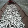 KHÔ CÁ MƯƠNG SÔNG ĐÀ PHƠI NẮNG TỰ NHIÊN THƠM NGON 1KG GIÁ TỐT 99.000Đ