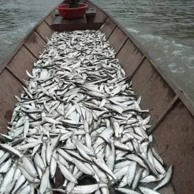 KHÔ CÁ MƯƠNG SÔNG ĐÀ PHƠI NẮNG TỰ NHIÊN THƠM NGON 1KG GIÁ TỐT 99.000Đ KHÔ CÁ MƯƠNG SÔNG ĐÀ PHƠI NẮNG TỰ NHIÊN THƠM NGON 1KG GIÁ TỐT 99.000Đ