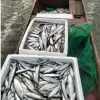 KHÔ CÁ MƯƠNG SÔNG ĐÀ PHƠI NẮNG TỰ NHIÊN THƠM NGON 1KG GIÁ TỐT 99.000Đ 6