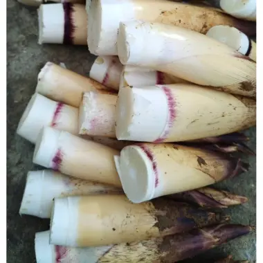 Măng Vầu Ngọt Tây Bắc Tặng Chẩm Chéo - Ưu Đãi 89k/1kg, 2kg, 4kg - Măng tươi ngon giá chỉ 89.000đ 2 Măng Vầu Ngọt Tây Bắc Tặng Chẩm Chéo - Ưu Đãi 89k/1kg, 2kg, 4kg - Măng tươi ngon giá chỉ 89.000đ 2