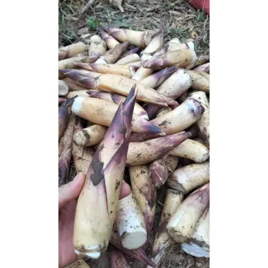 Măng Vầu Ngọt Tây Bắc Tặng Chẩm Chéo - Ưu Đãi 89k/1kg, 2kg, 4kg - Măng tươi ngon giá chỉ 89.000đ 3 Măng Vầu Ngọt Tây Bắc Tặng Chẩm Chéo - Ưu Đãi 89k/1kg, 2kg, 4kg - Măng tươi ngon giá chỉ 89.000đ 3