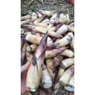 Măng Vầu Ngọt Tây Bắc Tặng Chẩm Chéo - Ưu Đãi 89k/1kg, 2kg, 4kg - Măng tươi ngon giá chỉ 89.000đ 6 Măng Vầu Ngọt Tây Bắc Tặng Chẩm Chéo - Ưu Đãi 89k/1kg, 2kg, 4kg - Măng tươi ngon giá chỉ 89.000đ 6