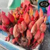 Nấm ngọc cẩu tươi Tây Bắc 1kg bổ thận tráng dương, giá gốc 132.300đ giảm còn 105.000đ