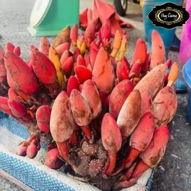Nấm ngọc cẩu tươi Tây Bắc 1kg bổ thận tráng dương, giá gốc 132.300đ giảm còn 105.000đ