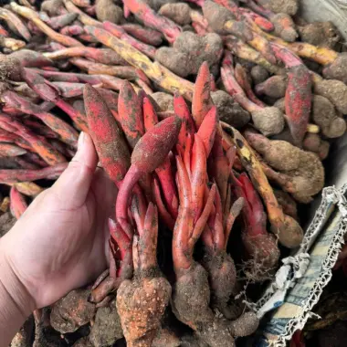 Nấm ngọc cẩu tươi Tây Bắc 1kg bổ thận tráng dương, giá gốc 132.300đ giảm còn 105.000đ 4 Nấm ngọc cẩu tươi Tây Bắc 1kg bổ thận tráng dương, giá gốc 132.300đ giảm còn 105.000đ 4