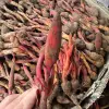 Nấm ngọc cẩu tươi Tây Bắc 1kg bổ thận tráng dương, giá gốc 132.300đ giảm còn 105.000đ 6