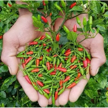Ớt Xiêm Ngâm Dì Cẩn Đà Nẵng 500g - Giảm Giá Còn 86k Từ 110k - Món Ăn Phụ Thơm Ngon 5 Ớt Xiêm Ngâm Dì Cẩn Đà Nẵng 500g - Giảm Giá Còn 86k Từ 110k - Món Ăn Phụ Thơm Ngon 5
