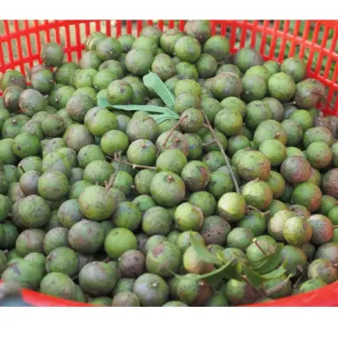Sấu Ngâm Đường Gừng Chua Ngọt Mơ Farm 1kg - Đặc Sản Miền Bắc Giá Rẻ 8