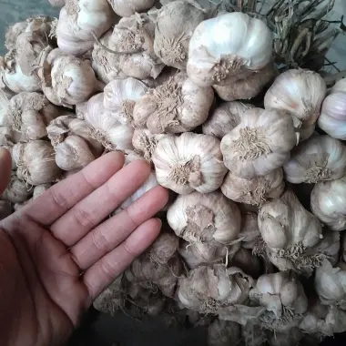 Tỏi Ta Khô Kinh Môn 3kg Hải Dương Giá Chỉ 49.000đ - Tiết Kiệm Tới 21% 5 Tỏi Ta Khô Kinh Môn 3kg Hải Dương Giá Chỉ 49.000đ - Tiết Kiệm Tới 21% 5