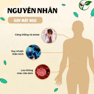Trà An Thần Ngủ Ngon Ba Vì - Giảm Stress, Mất Ngủ, Tăng Cường Thần Kinh 4