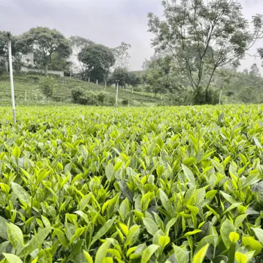 Trà Thái Nguyên Nõn Thượng Hạng Móc Câu Tươi Ngon Đặc Sản Chè Tân Cương Giá Tốt 8