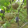 10 hạt hạt giống bí đỏ trái tròn phương Nam - Giảm giá, chỉ 14.900 VNĐ, năng suất cao 4