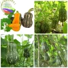 15 Hạt Hạt Giống Bí Đỏ, Đậu, Hồ Lô - Tặng Kèm Phân, Giá Ưu Đãi 6.500