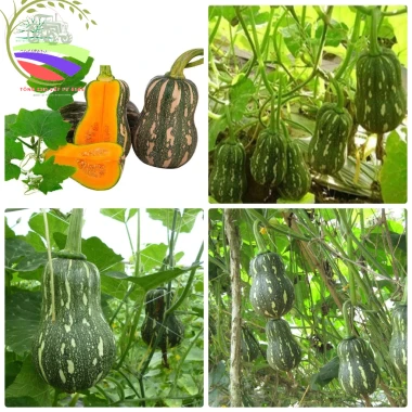 15 Hạt Hạt Giống Bí Đỏ, Đậu, Hồ Lô - Tặng Kèm Phân, Giá Ưu Đãi 6.500