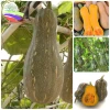 15 Hạt Hạt Giống Bí Đỏ, Đậu, Hồ Lô - Tặng Kèm Phân, Giá Ưu Đãi 6.500 3