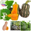 15 Hạt Hạt Giống Bí Đỏ, Đậu, Hồ Lô - Tặng Kèm Phân, Giá Ưu Đãi 6.500 4