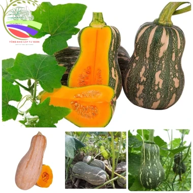 15 Hạt Hạt Giống Bí Đỏ, Đậu, Hồ Lô - Tặng Kèm Phân, Giá Ưu Đãi 6.500 4 15 Hạt Hạt Giống Bí Đỏ, Đậu, Hồ Lô - Tặng Kèm Phân, Giá Ưu Đãi 6.500 4